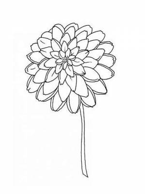 Картинка цветок Георгин  в формате  онлайн