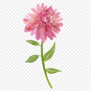 Симпатичные розовые лепестки акварель цветок георгин PNG , акварельное цветное цветок, Цветные цветы, георгин PNG картинки и пнг PSD рисунок для й загрузки