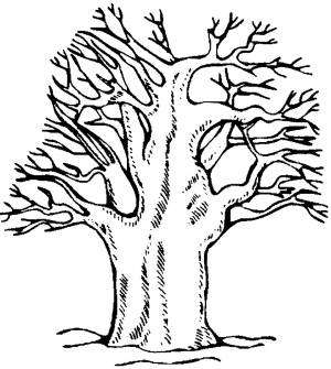 Раскраска дерево без листьев