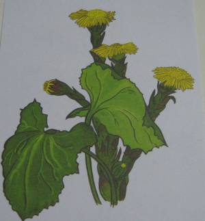 Цветок мать и мачеха рисунок