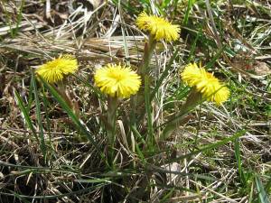 Картинки весенние цветы для детей мать и мачеха