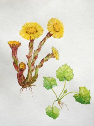 Конкурс Весенние цветы