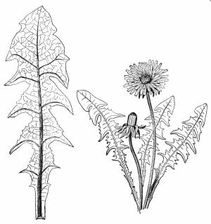 Цветок мать и мачеха рисунок