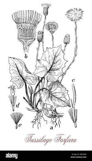 Цветок мать и мачеха рисунок