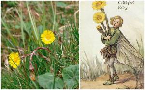 Мать-и-мачеха