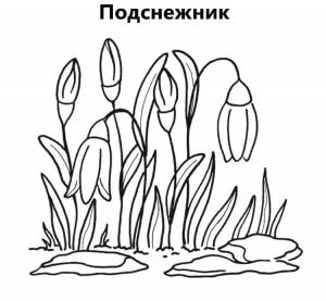 Раскраска Весенние цветы