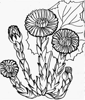 Раскраска Мать и мачеха