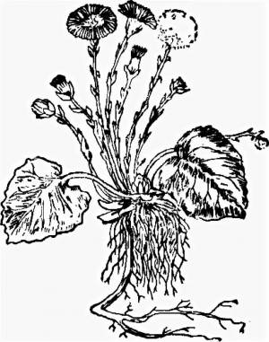 Раскраска Мать и мачеха