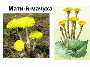 Рисунок мать и мачеха для детей