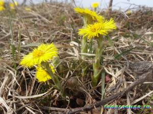 Тематическая неделя Весенние цветы