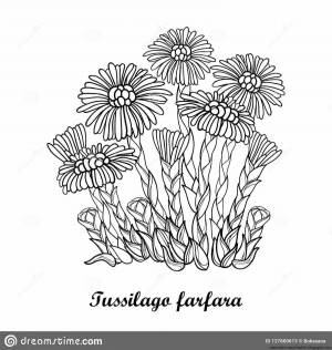 Раскраска адонис весенний