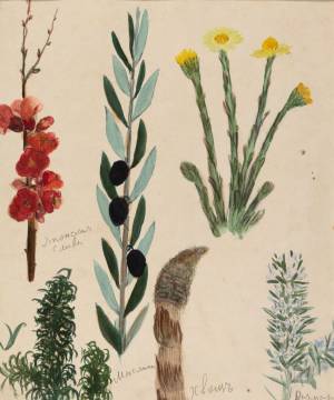 Слива японская