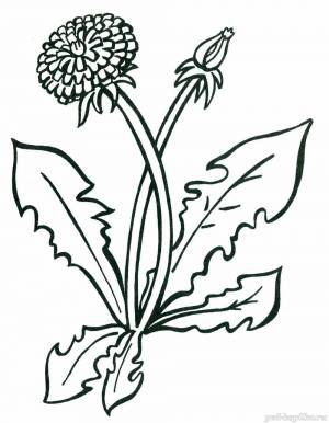 Одуванчик раскраска