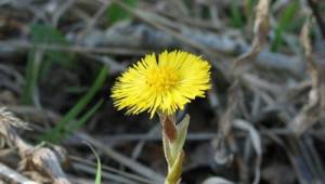 Картинки цветы мать и мачехи для детей