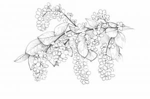 Раскраски Черемуха