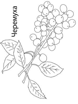 Раскраски Черёмуха