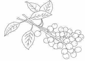 Черемуха раскраска для детей