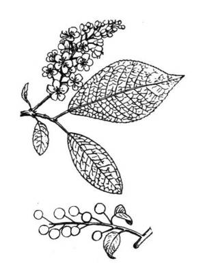 Раскраски Черемуха