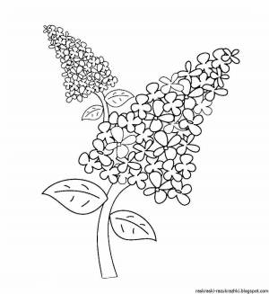 Раскраски Черемуха душистая