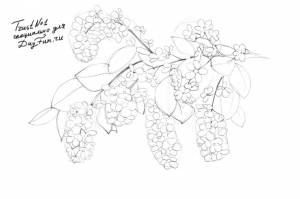 Как нарисовать черемуху карандашом поэтапно