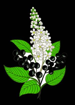 Раскраска Черемуха