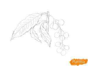 Как нарисовать черемуху поэтапно 5 уроков