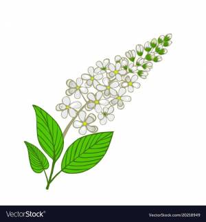 Черемуха рисунок