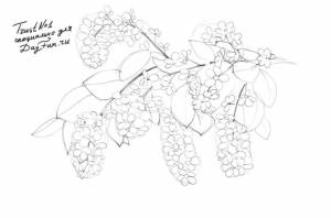 Как нарисовать черемуху карандашом поэтапно