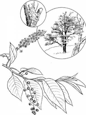 Раскраски Черёмуха   в формате