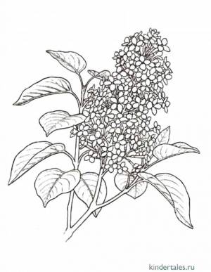 Лист черемухи рисунок