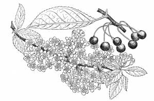 DataLife Engine > Версия для печати > Черемуха раскраска