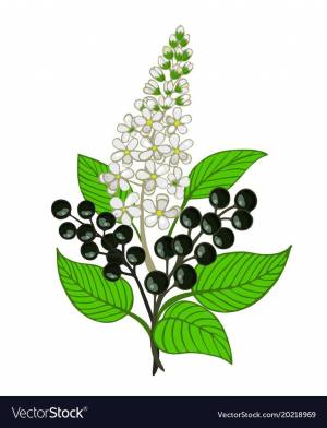 Черемуха рисунок для детей