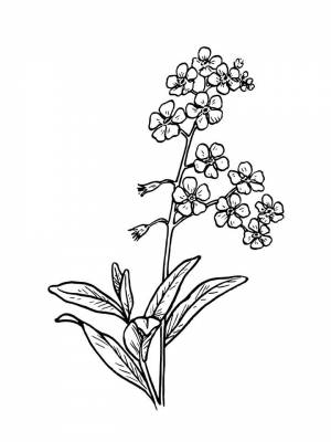 Картинка Незабудка  в формате  для детей