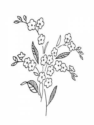 Раскраска Незабудка   в формате