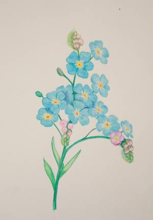 Иллюстрация Незабудка в стиле академический рисунок, графика