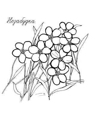 Раскраски Незабудка