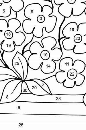 Раскраска незабудка цветок