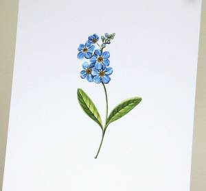 Незабудка рисунок карандашом