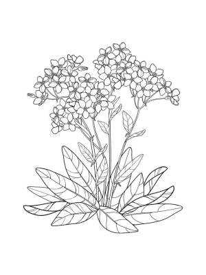 Раскраски Незабудка