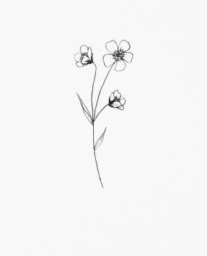 Незабудка рисунок карандашом поэтапно