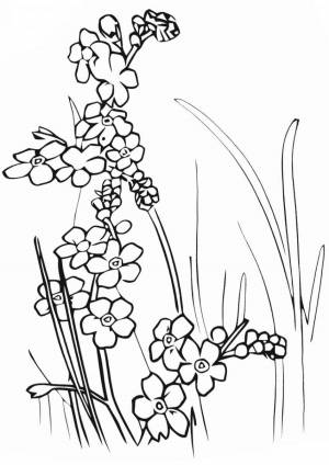 Раскраски Незабудка