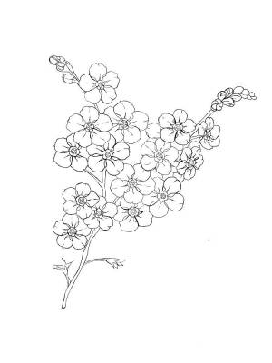 Незабудки цветы рисунок для раскраски