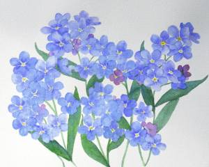 Картинки цветы незабудки нарисованные