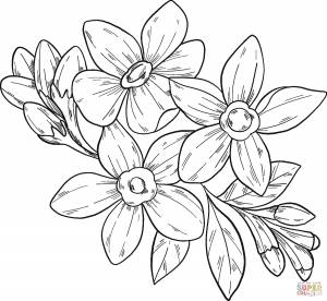 Раскраска цветы незабудки