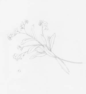 Веточка незабудки акварелью