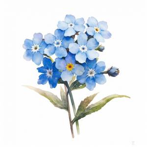 Незабудки Изображения