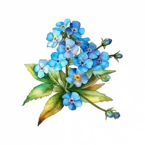 Незабудка цветы акварельные краски