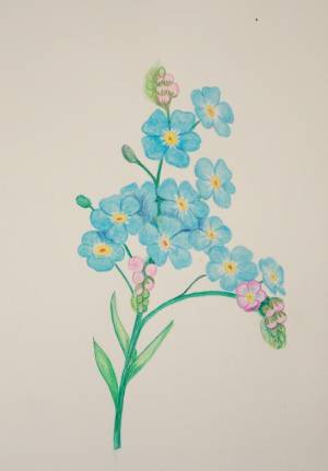 Иллюстрация Незабудка в стиле академический рисунок, графика