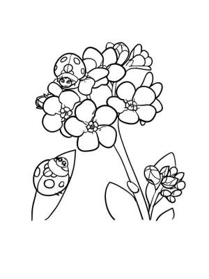 Раскраска Незабудка
