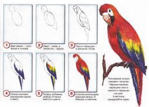 Как нарисовать попугая ара
